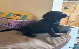 Labrador Retriever dogs for sale: One Beautiful Black Labrador Puppy Available - Image 4