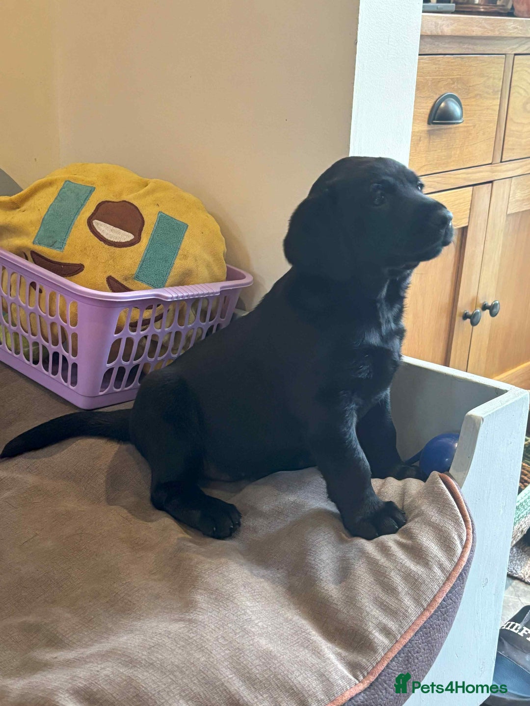 Labrador Retriever dogs for sale: One Beautiful Black Labrador Puppy Available - Image 4