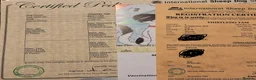 Border Collie dogs for sale: Thistledo Tam in Banff - Advert 2