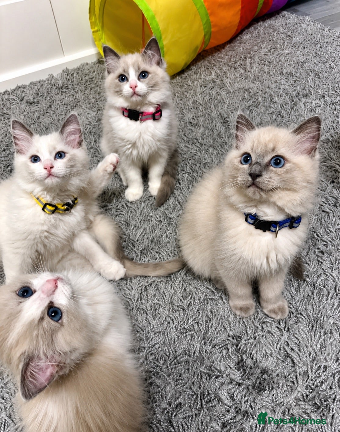 Ragdoll cats 💙 5 Pure Ragdoll Kittens Available For Sale 💙 - Advert 1