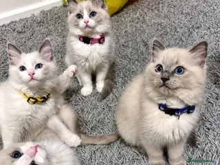 Ragdoll cats 💙 5 Pure Ragdoll Kittens Available For Sale 💙 - Advert 1