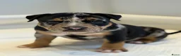 American Bully dogs for sale: Quality American Pocket Bully Pups - Advert 4