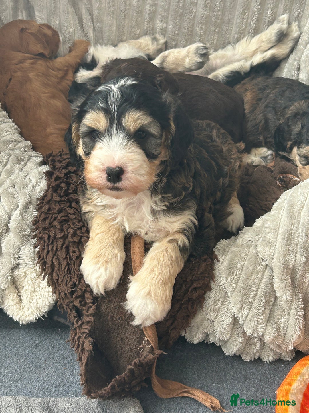 Cockapoo dogs for sale: Cockapoo Puppies - Image 4