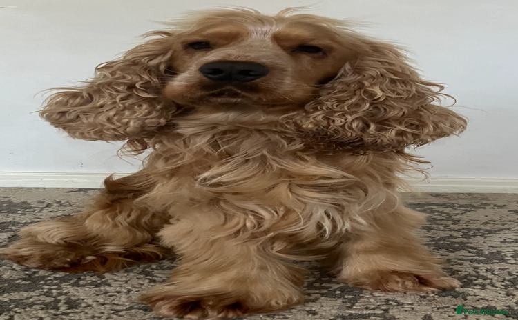 Cocker Spaniel dogs - Advert 15