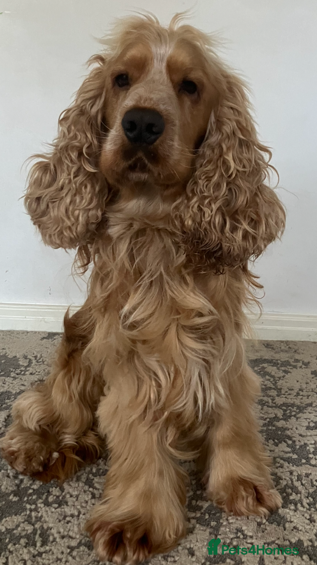 Cocker Spaniel dogs for stud: Albert the stud  - Image 1