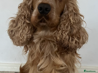 Cocker Spaniel dogs - Advert 39