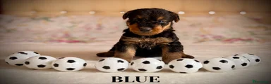 Airedale Terrier 2