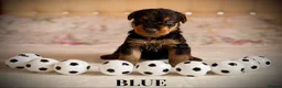 Airedale Terrier dogs for sale: ADORABLE AIREDALE PUPS FROM 5 ⭐️ LICENSED BREEDER - Advert 8