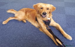 Golden Retriever dogs for sale: Dark KC Golden Retriever in Bridlington - Image 3