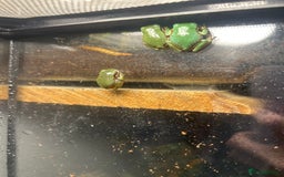 Frog reptiles for sale: White tree froglets  - Advert 8