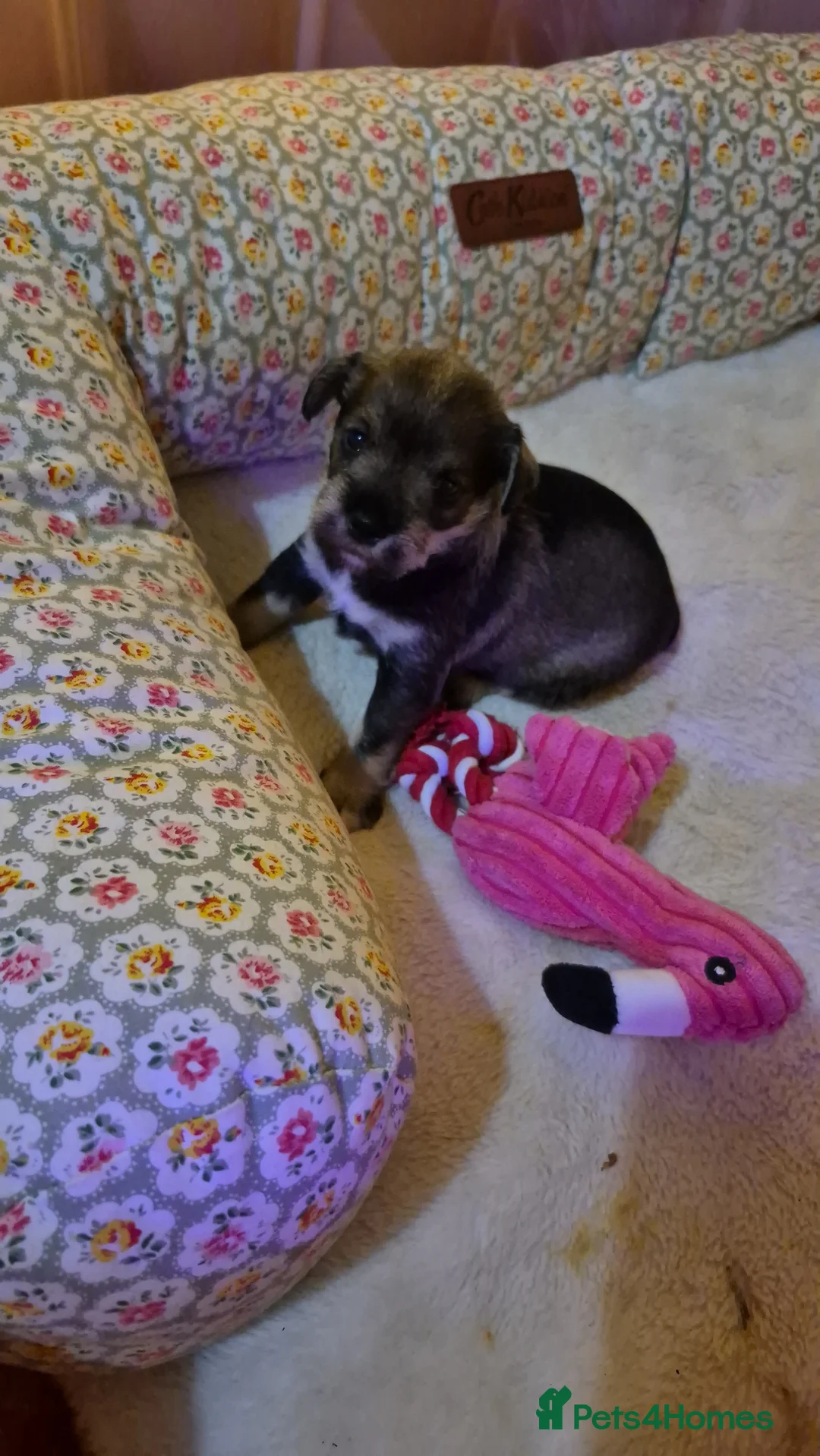 Miniature Schnauzer dogs for sale: Adorable Miniature Shnauzer ,SOLD - Advert 19