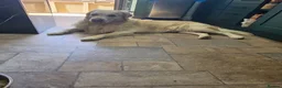 Golden Retriever dogs for sale: 9 beautiful golden retriever puppies - Advert 21
