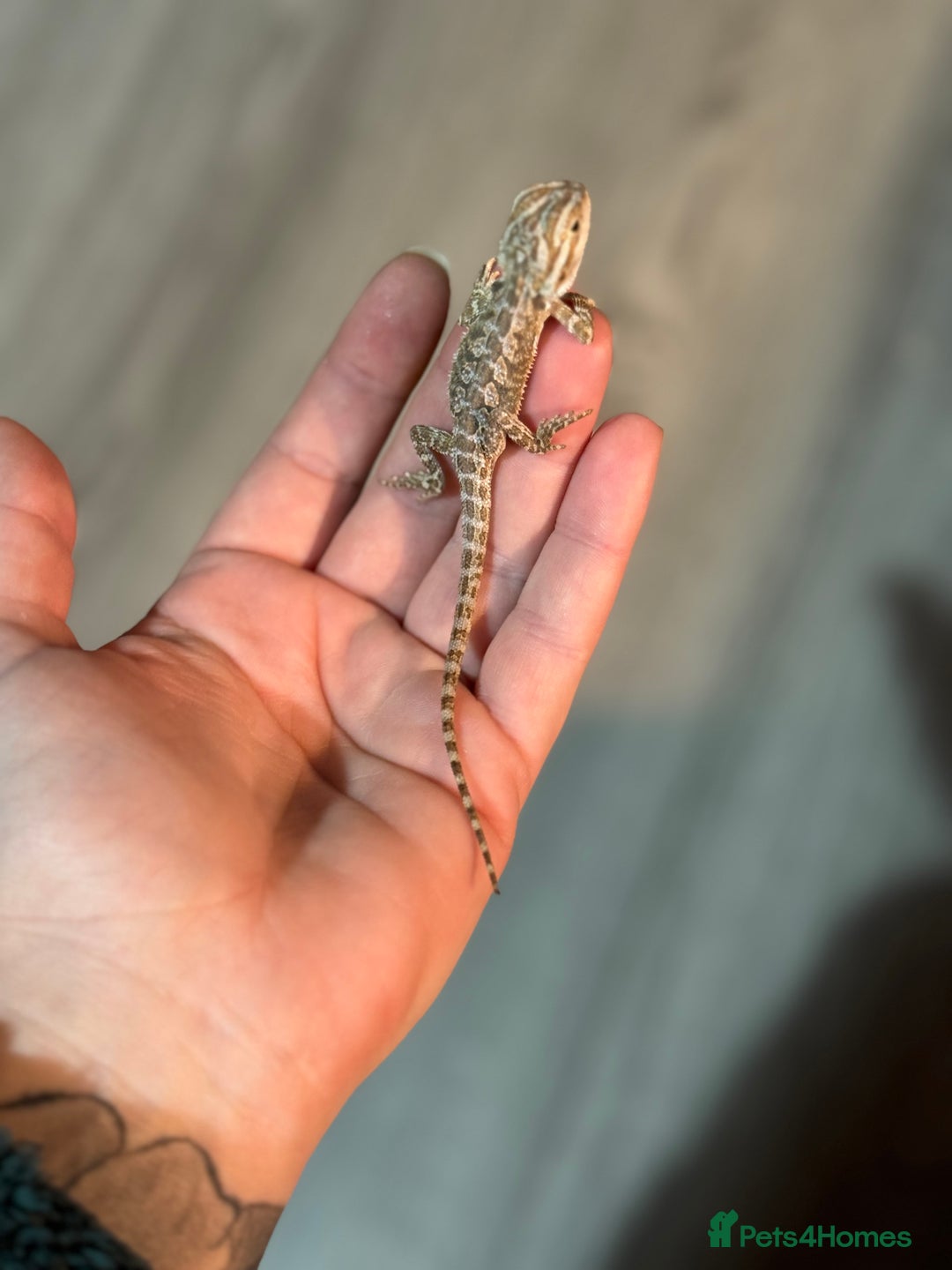 Bearded Dragon reptiles for sale: Bearded Dragon babies - Advert 5