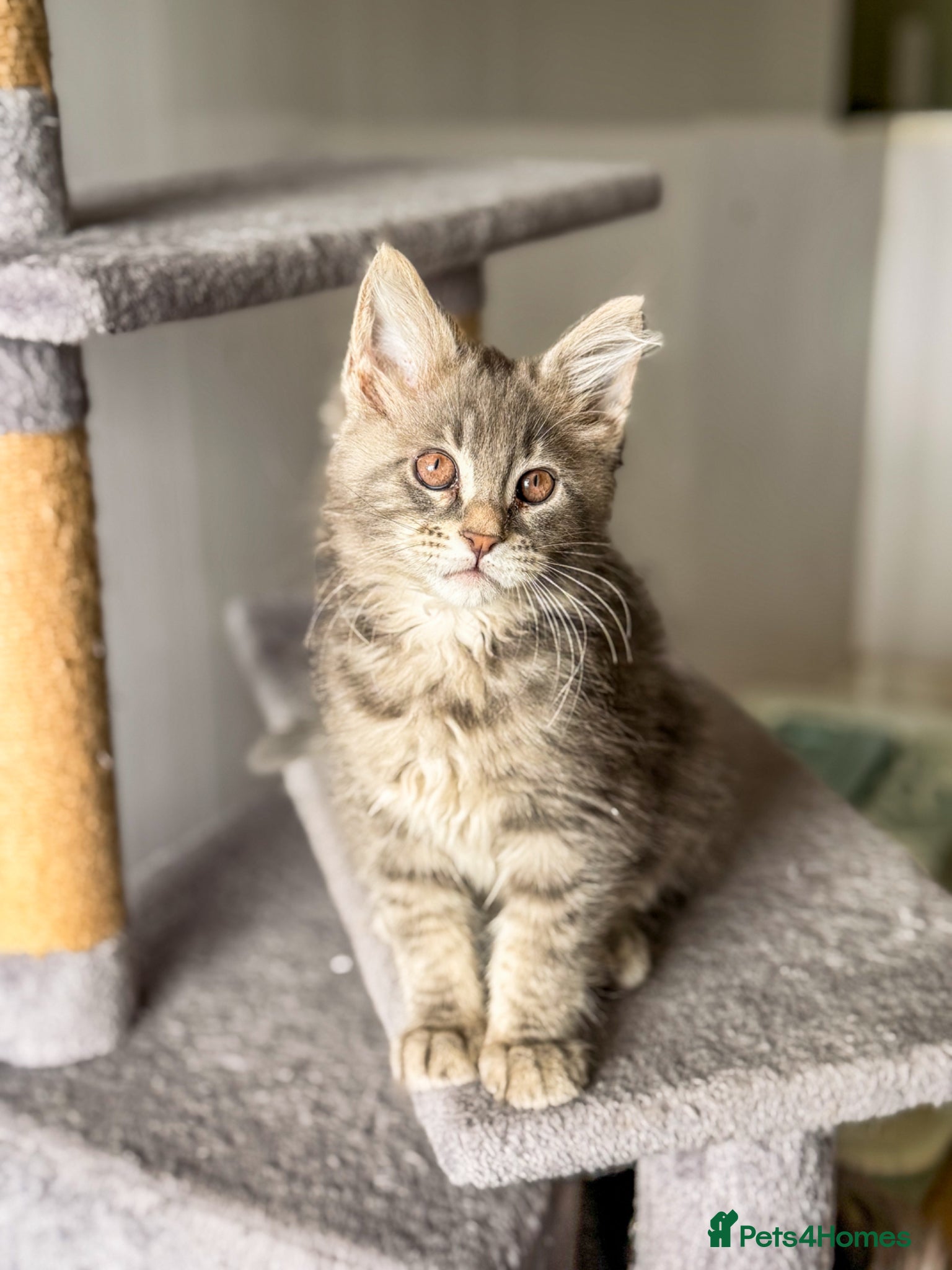 Maine Coon cats Beautiful Maine Coon Girls 💖  - Advert 10