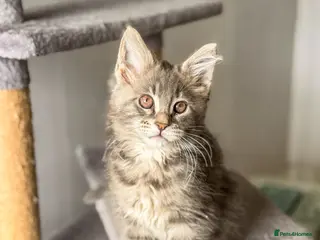 Maine Coon cats Beautiful Maine Coon Girls 💖 - Advert 10