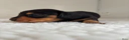 Miniature Dachshund dogs for sale: Ready KC Long-Haired Miniature Dachshund puppies  - Advert 21