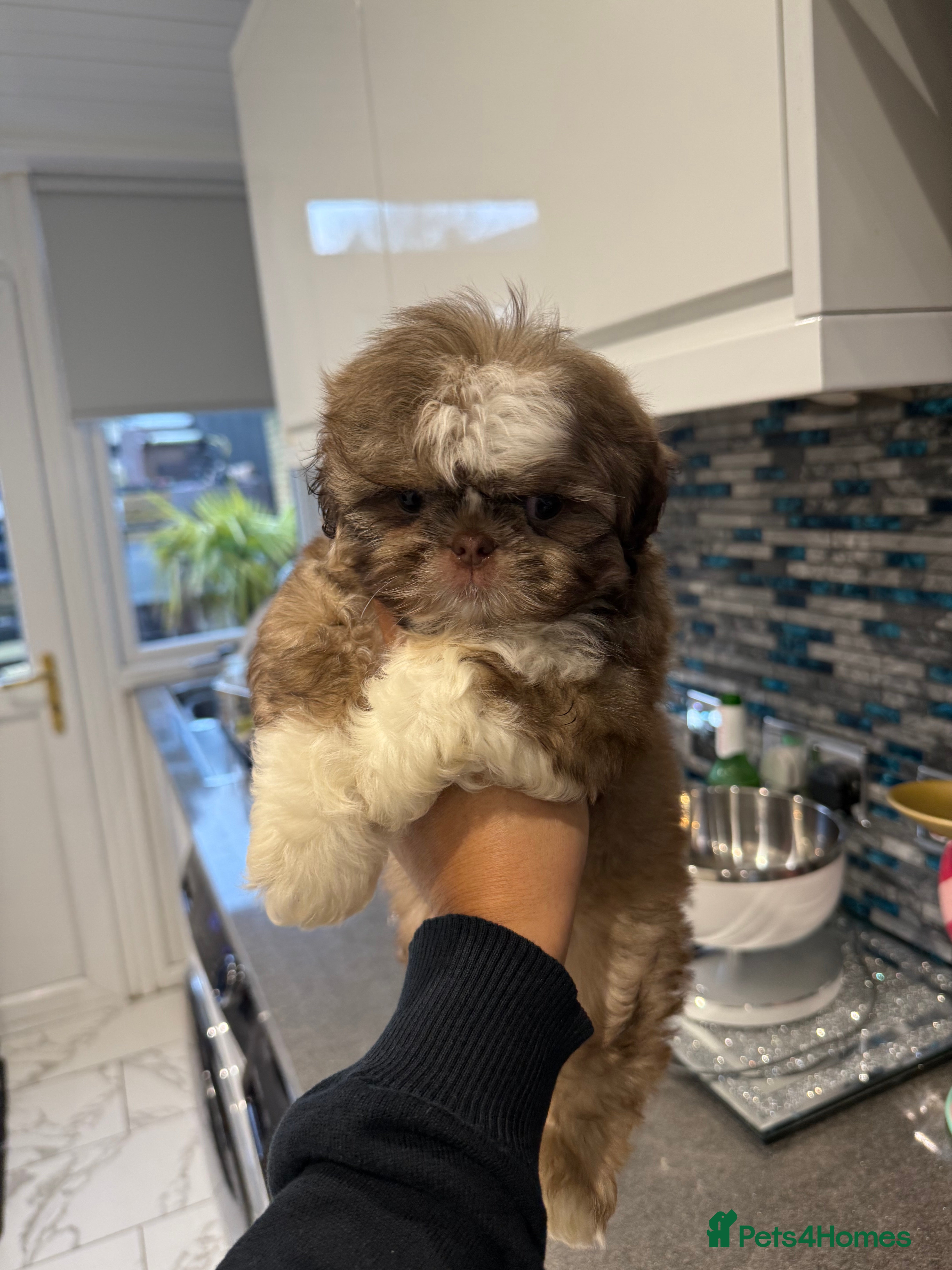 Shih Tzu dogs IMRERIAL SHIHTZU PUPPY LAST MALE - Advert 6