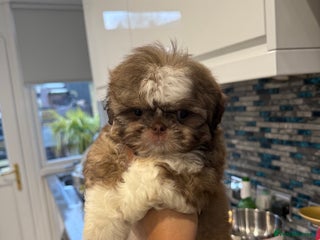 Shih Tzu dogs IMRERIAL SHIHTZU PUPPY LAST MALE - Advert 4