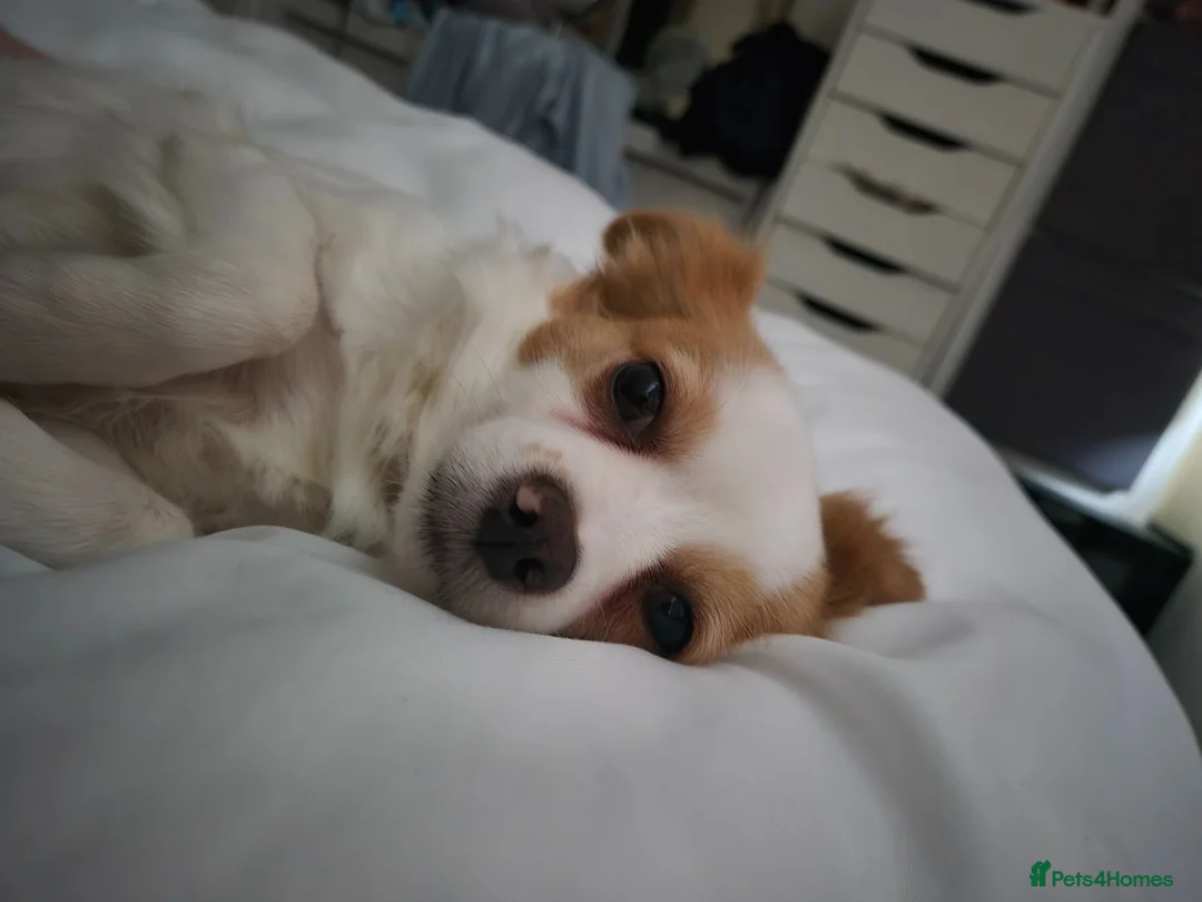 Mixed Breed dogs for sale: Bella- Chihuahua x Papillion (Female) in Liverpool - Advert 2