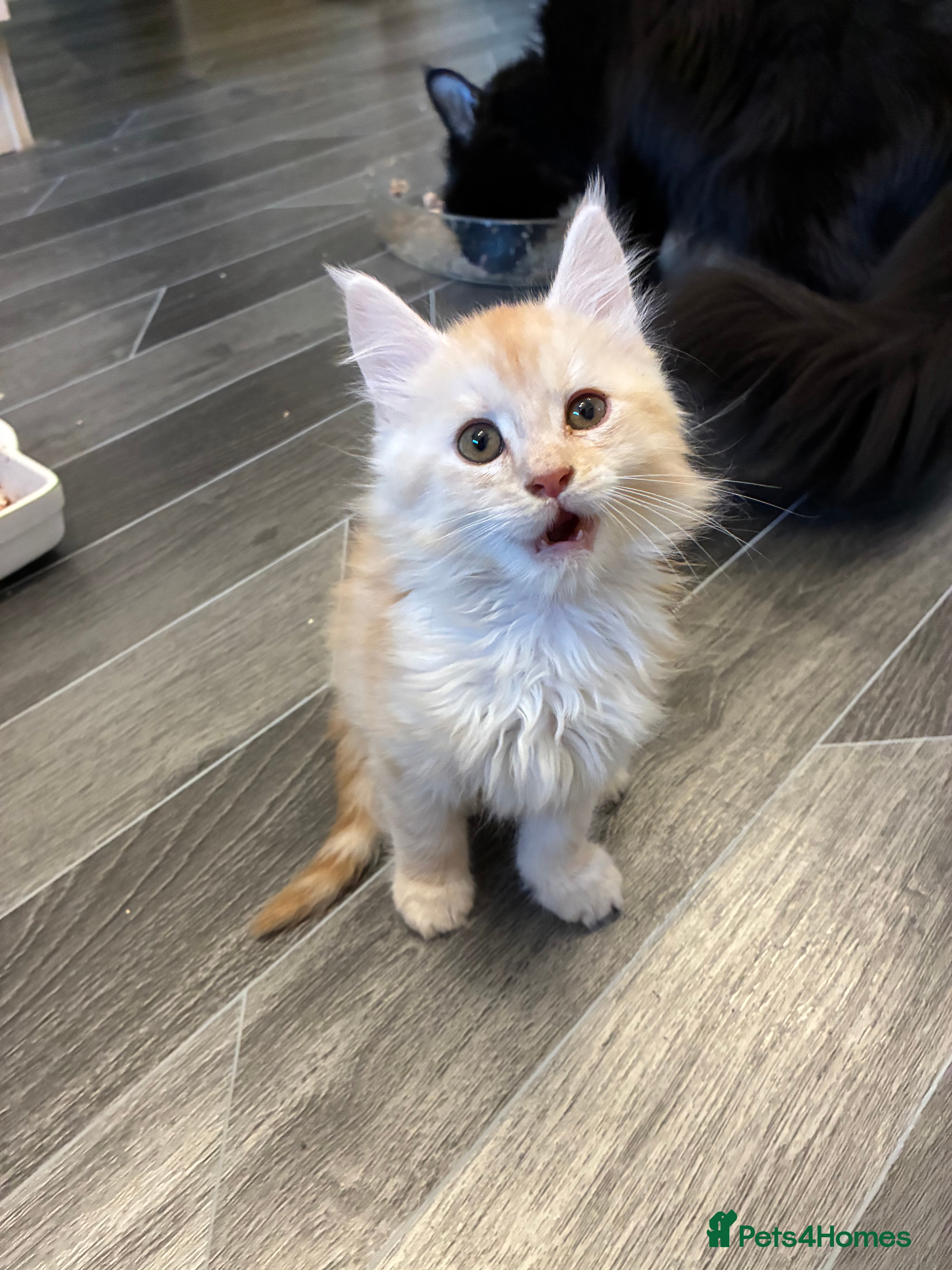 Maine Coon cats Maine coon  - Advert 7