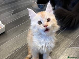 Maine Coon cats Maine coon - Advert 7