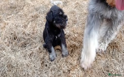 Miniature Schnauzer dogs for sale: Miniature Schnauzer pups, Aberdeenshire  - Image 5