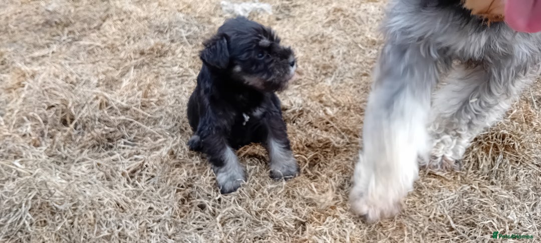 Miniature Schnauzer dogs for sale: Miniature Schnauzer pups, Aberdeenshire  - Image 5