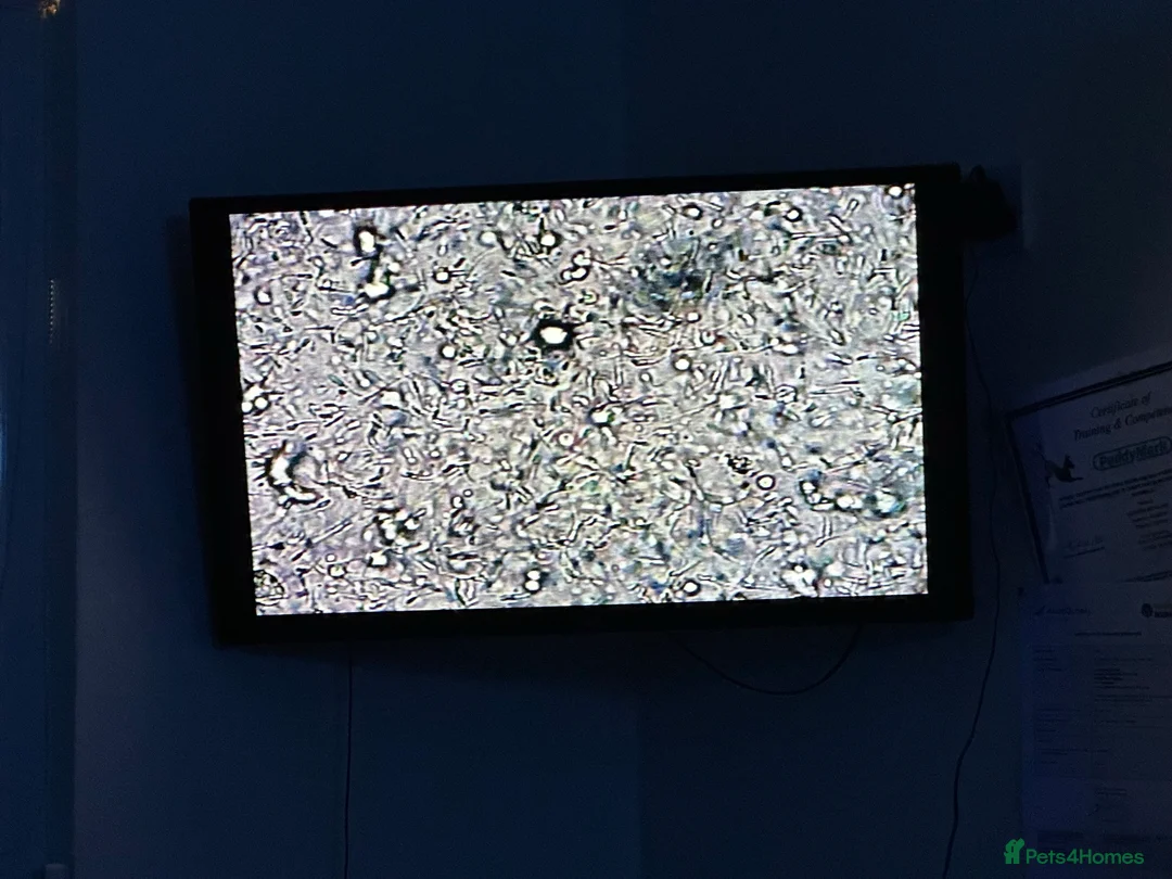 French Bulldog dogs for stud: New shade Isabella Merle fluffy carrier  in Hastings - Advert 23