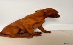 Labrador Retriever dogs for sale: Darkest Fox Red Labrador Puppies  - Image 11