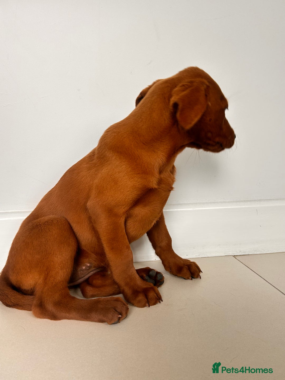 Labrador Retriever dogs for sale: Darkest Fox Red Labrador Puppies  - Image 11