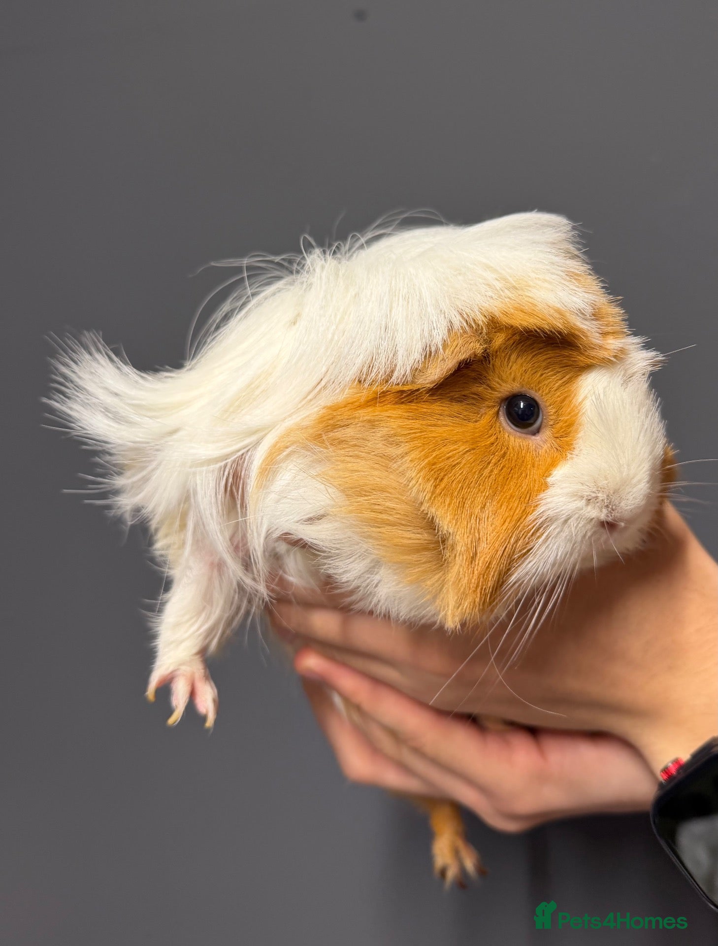 Guinea Pig rodents Female Guinea pigs  - Advert 1