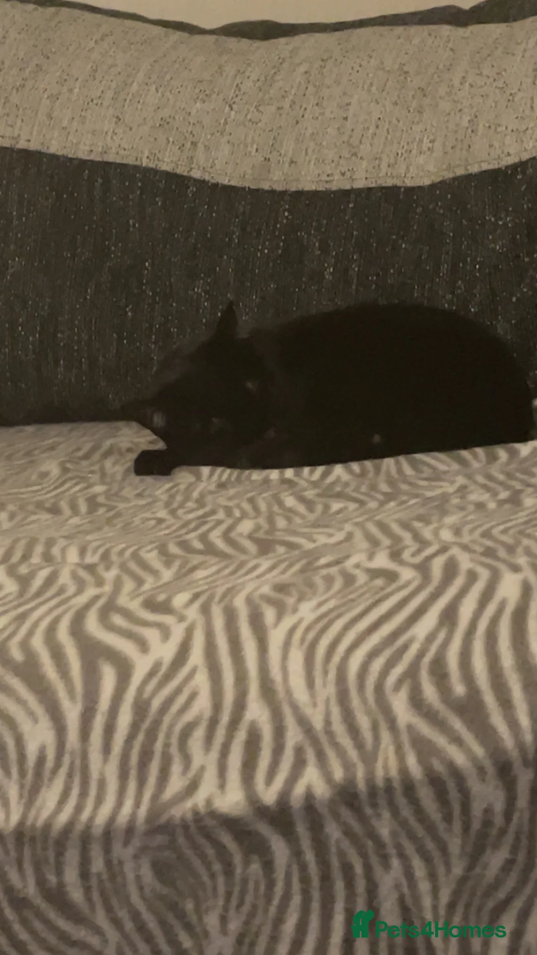 Bombay cats for sale: Beautiful Bombay 10 Months  in Wolverhampton - Advert 2
