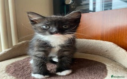 Mixed Breed cats for sale: 3 KITTENS FOR SALE - Image 10