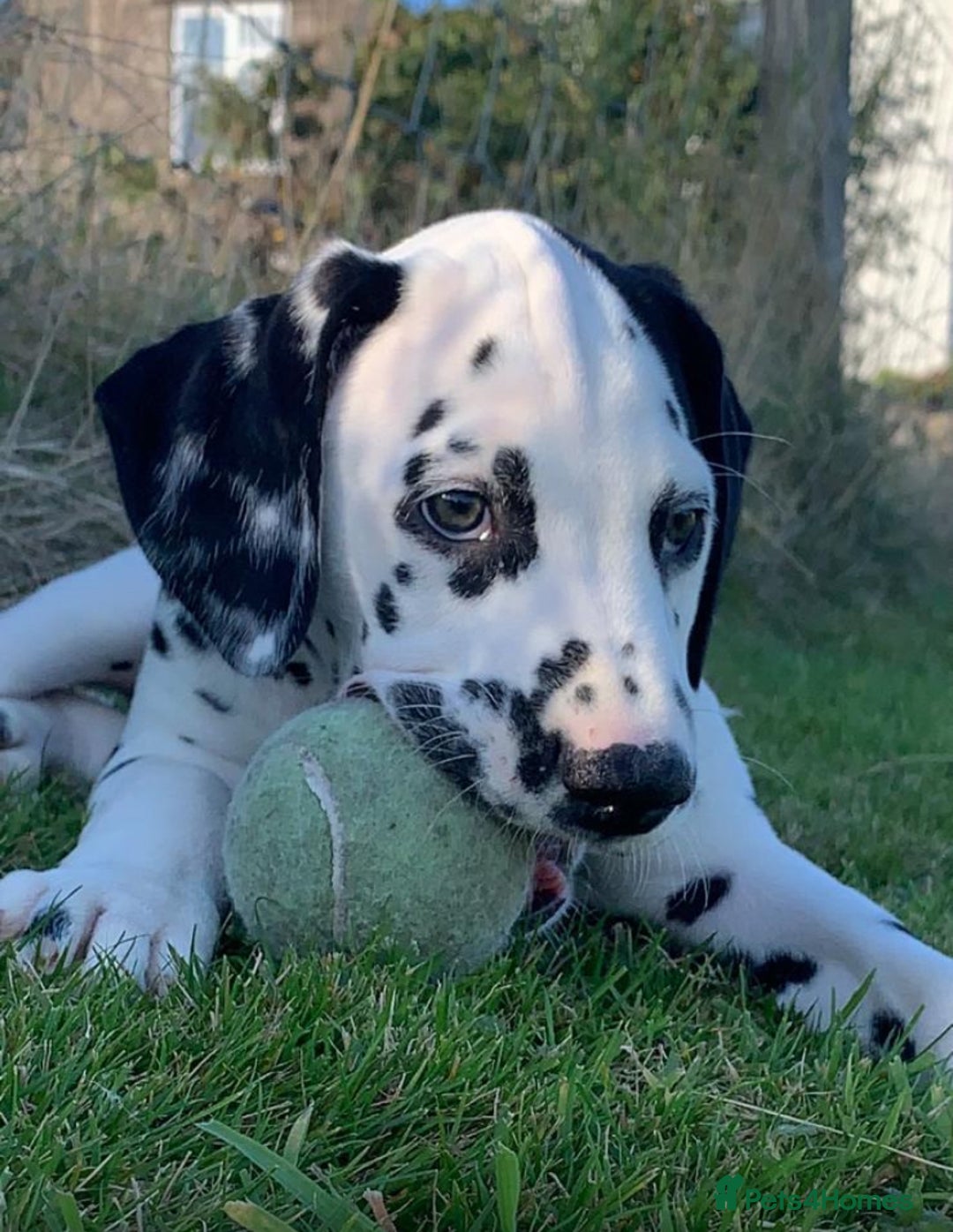 Dalmatian dogs for sale: 1 Boy Available-KC-ready for homes 20/09 - Image 4
