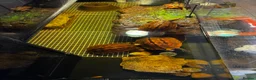 Turtle reptiles for sale: Rare CB  Three-striped Box Turtle for sale - Advert 8