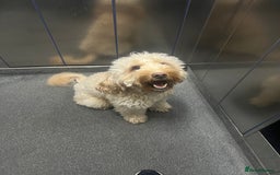 Cockapoo dogs for stud: Cockapoo for Stud - Image 3