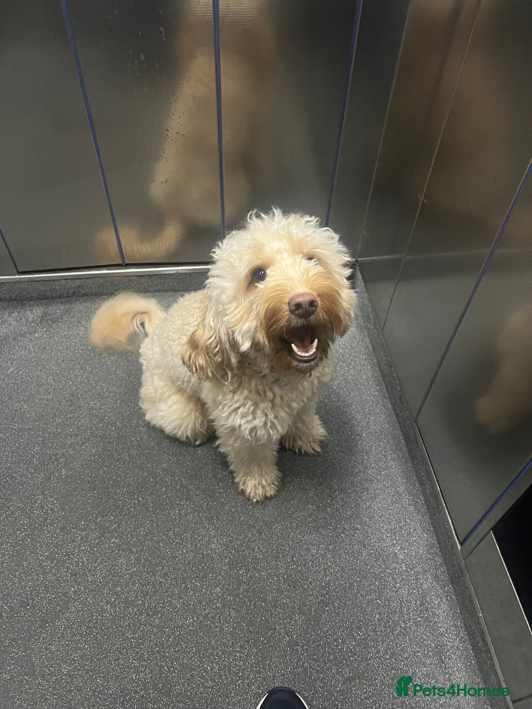 Cockapoo dogs for stud: Cockapoo for Stud - Image 3