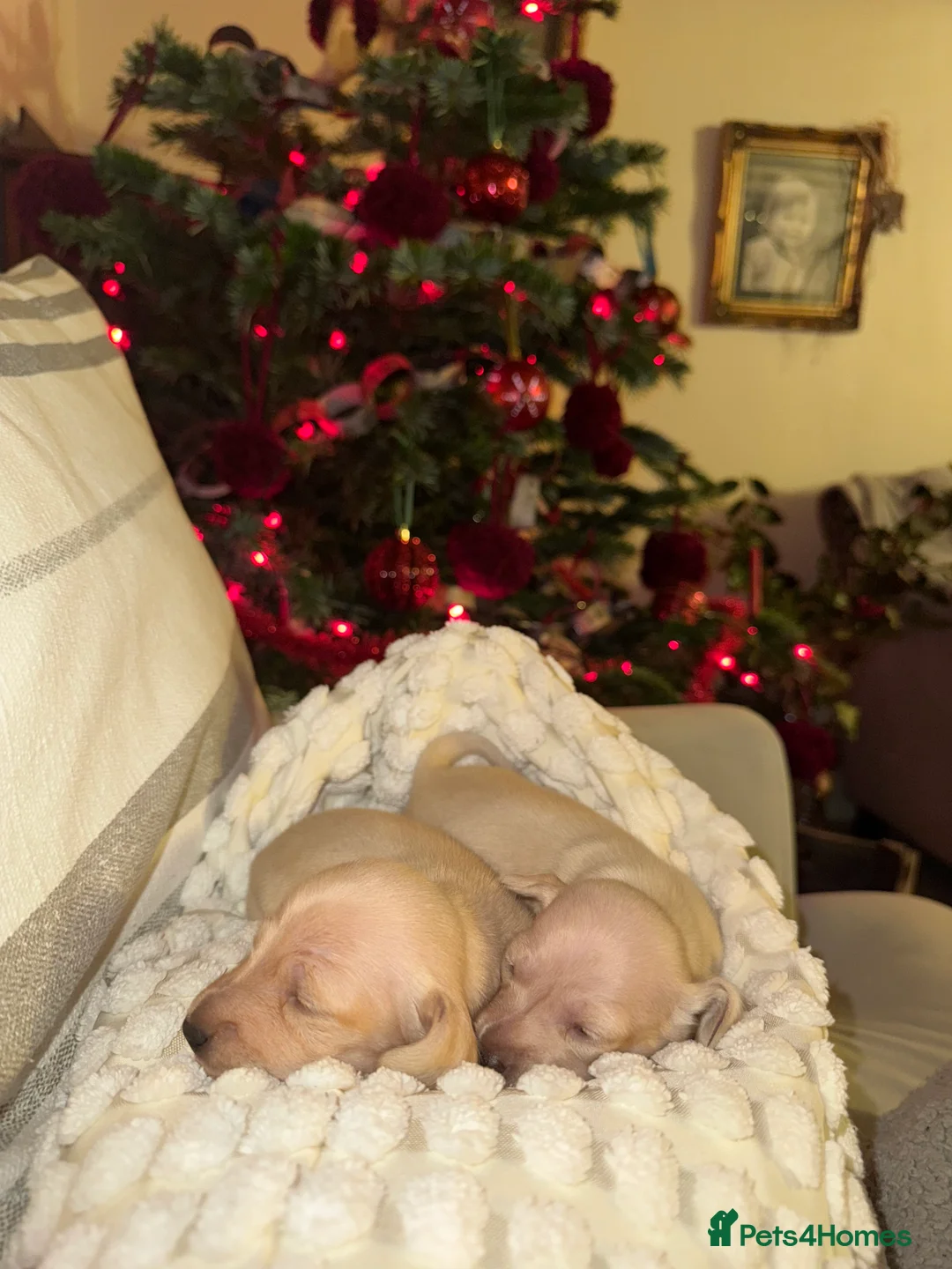 Miniature Dachshund dogs for sale: Cream miniature dachshunds-Petal’s Perfect Puppies - Advert 19