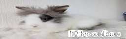 Lionhead rabbits for sale: Double Maned BE Lionheads in London - Advert 15