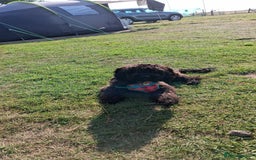 Sproodle dogs for sale: 9 Month Sproodle Pup - Image 1