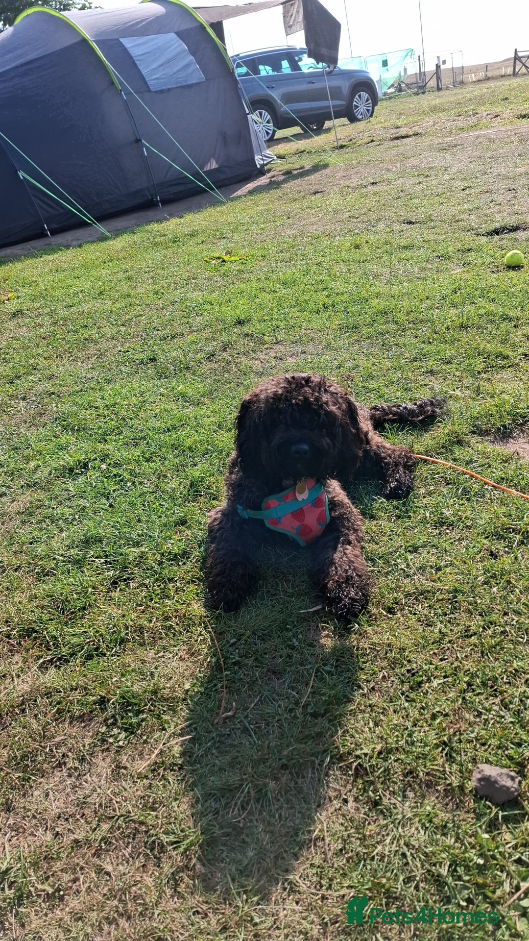 Sproodle dogs for sale: 9 Month Sproodle Pup - Image 1