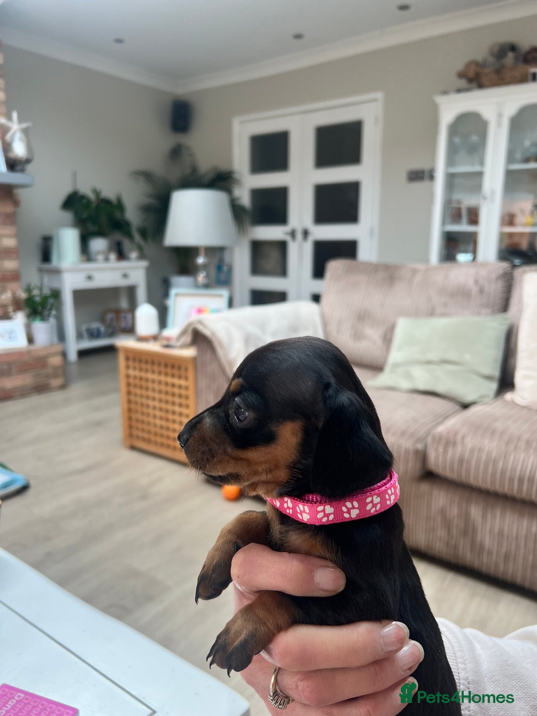 Dachshund dogs for sale: Standard Dachshund puppies for sale - Image 9