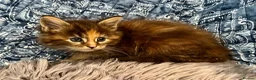Maine Coon cats for sale: Pure Maine Coon Kittens - Advert 25