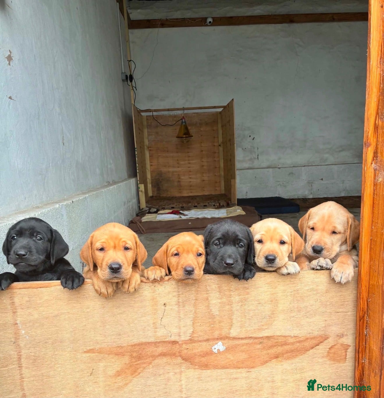 Labrador Retriever dogs Puppies  - Advert 3