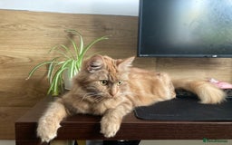 Mixed Breed cats for sale: Lovely kitten for sale  - Image 12