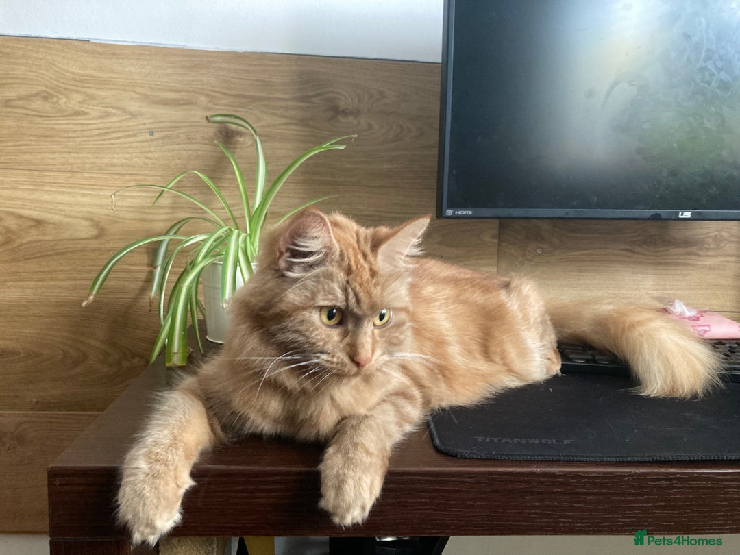 Mixed Breed cats for sale: Lovely kitten for sale  - Image 12
