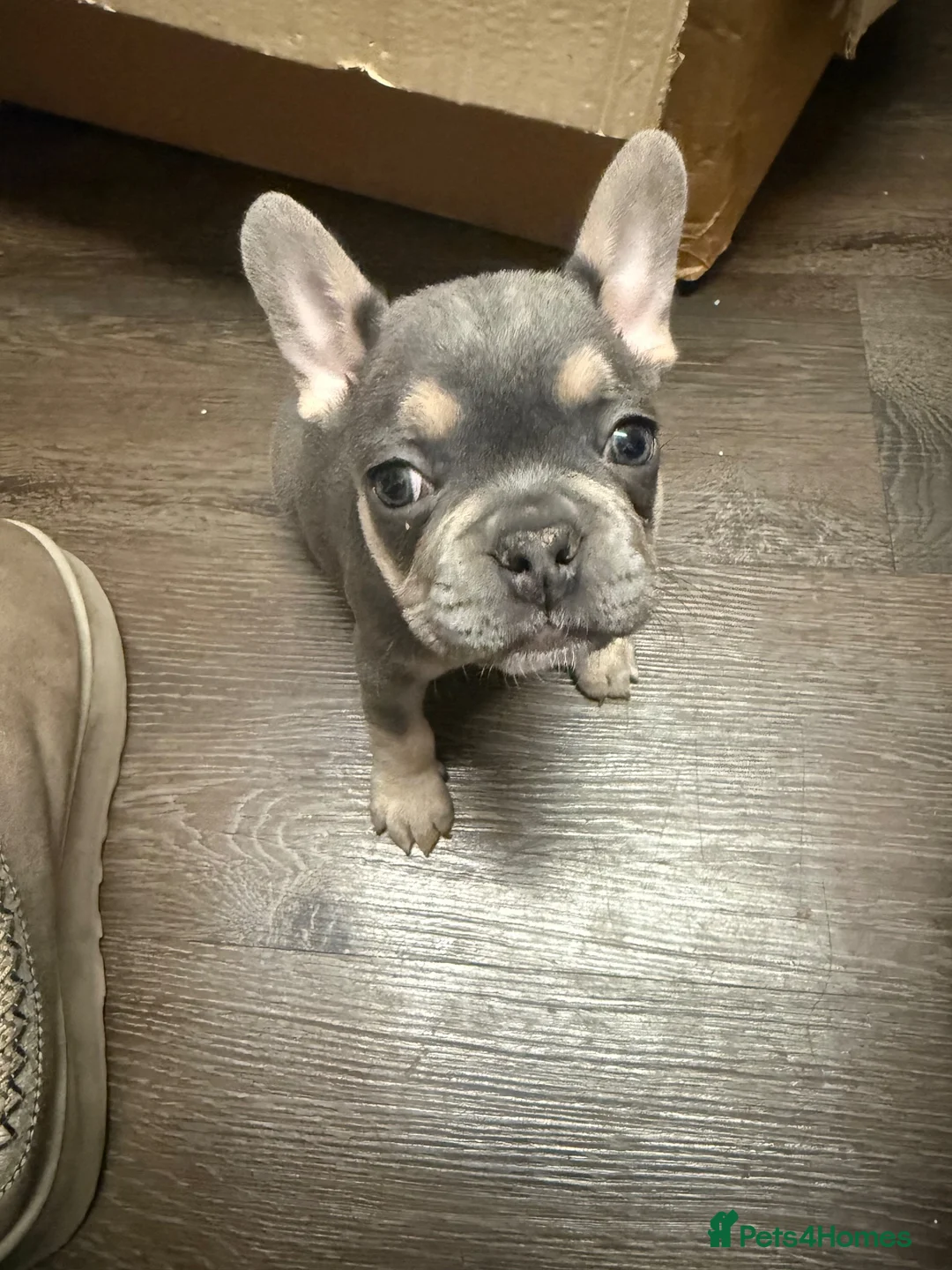 French Bulldog dogs for sale: Beautiful French bulldog pups  - Advert 16