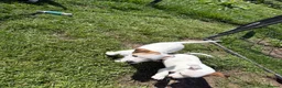 Jack Russell dogs for sale: Jack Russell pups for sale - Advert 3