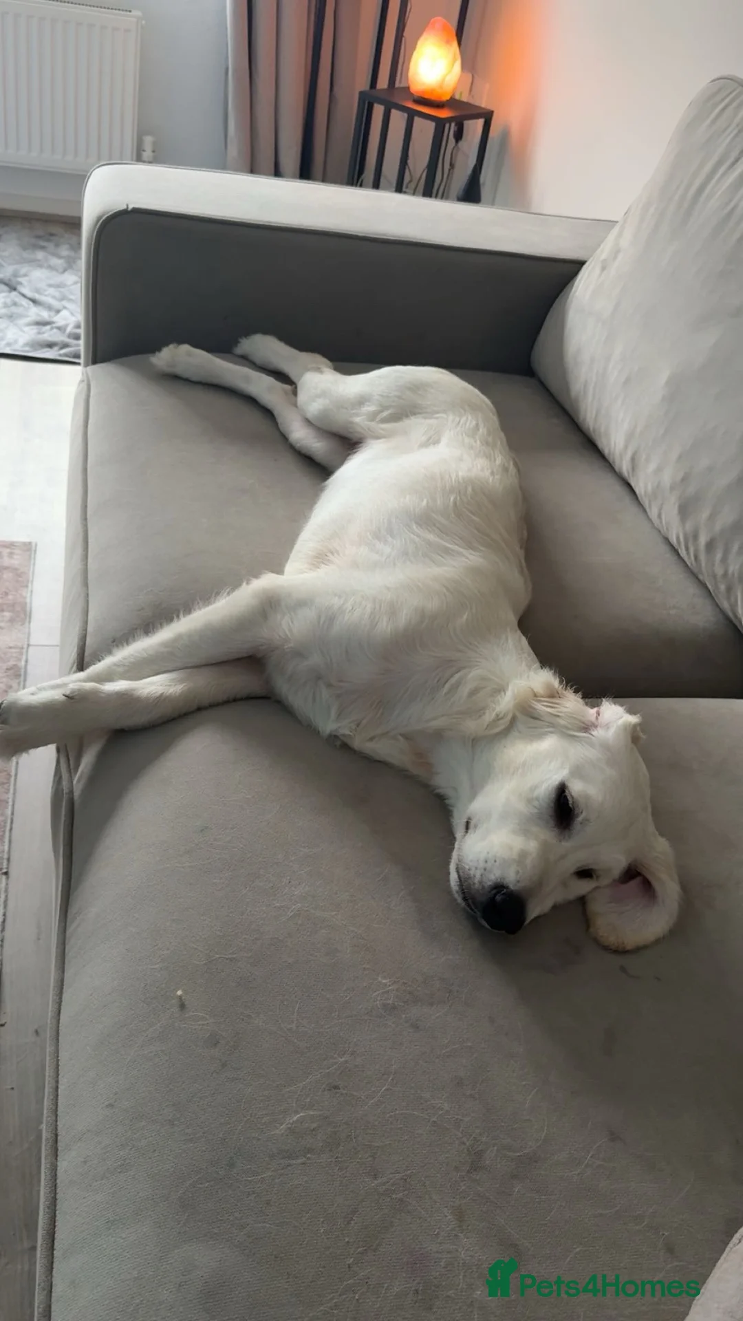 Golden Retriever dogs for sale: 6 month old, Male golden retriever  - Advert 3