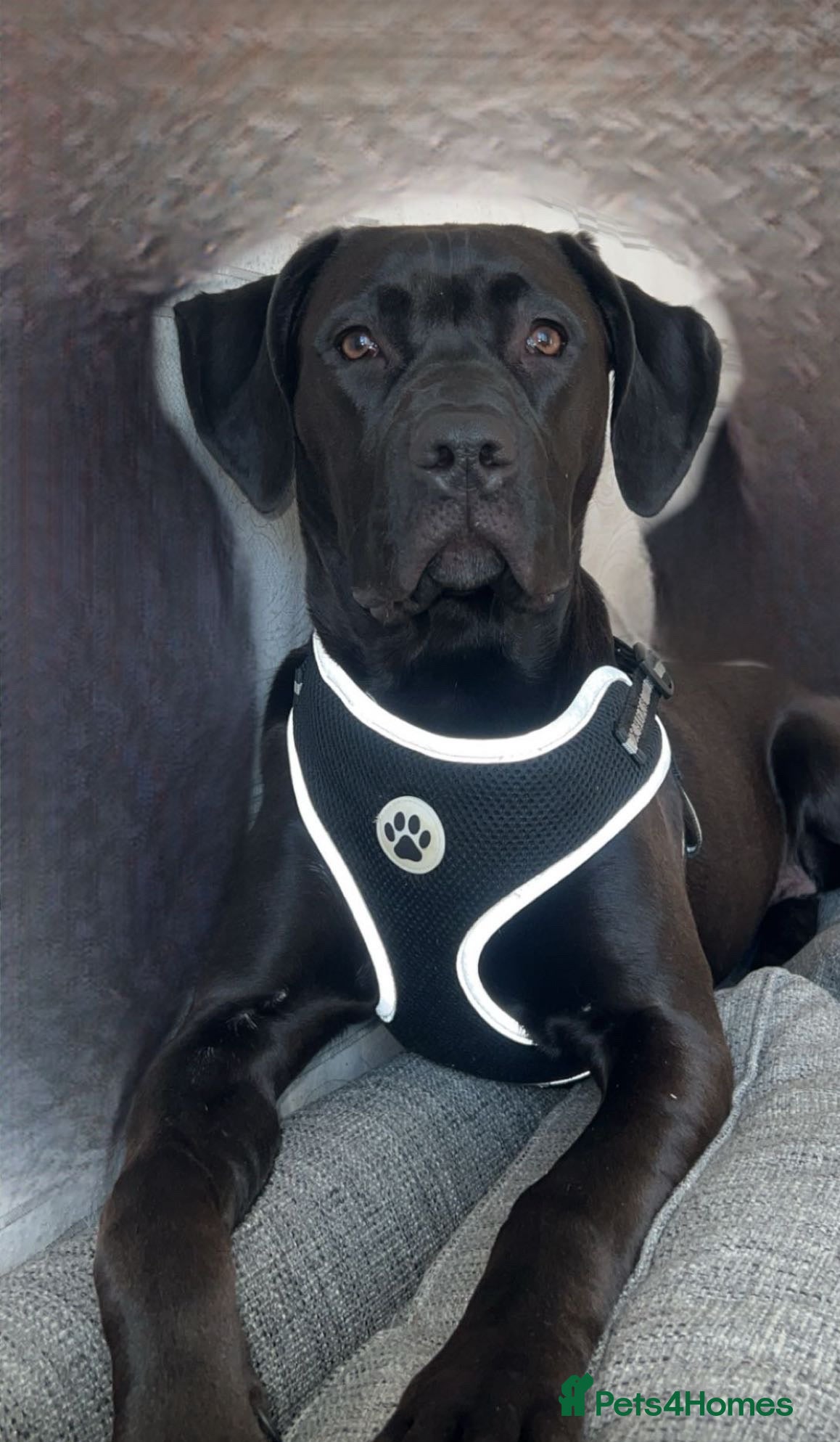 Mixed Breed dogs 2 beautiful little girls cane corse/ staff - Advert 6